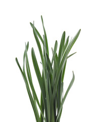 Bunch of green grass.