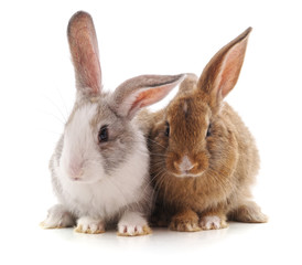 Two beautiful rabbits.