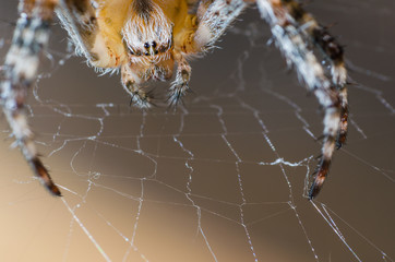 The spider sits on a cobweb in anticipation of a victim