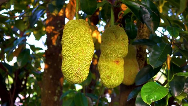 Exotic tropical hard green shelled Jackfruit from malaysia.