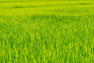稲　田んぼ