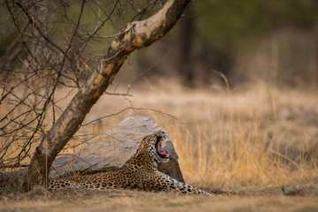 A big yawn by a sub adult female leopard at Jhalana Forest Reserve