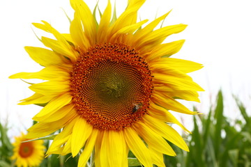 Fototapeta premium große Sonnenblume mit einer Biene