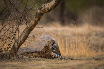 A big yawn by a sub adult female leopard at Jhalana Forest Reserve