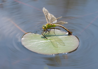 Female emperor dragonfly, Anax imperator, laying eggs, Germany