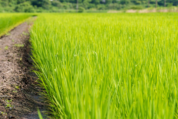 稲　田んぼ
