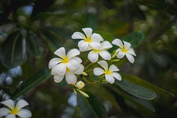 white flower in nature, close-up flower