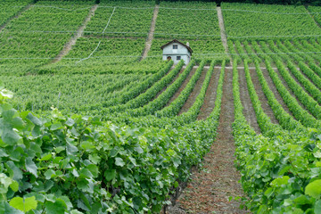 Vignes valaisannes