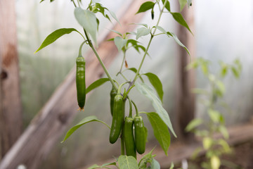 Chili pepper growing. Chili farm, agriculture