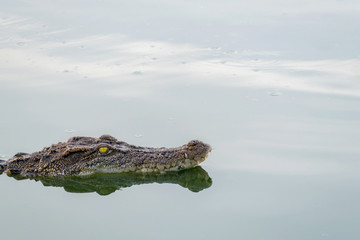 Obraz premium wildlife crocodile floating on the water and waiting to hunt an animal in the river. animal wildlife and nature concept.
