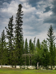 forest in sunny day