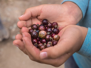 a handful of black currant