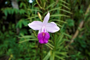 Arundina graminifolia spotted near San Isidro de El General