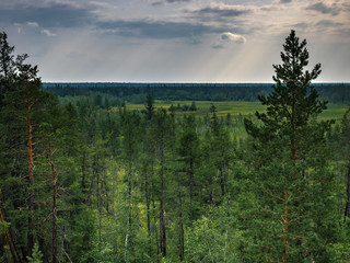 forest in sunny day