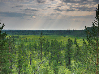 forest in sunny day