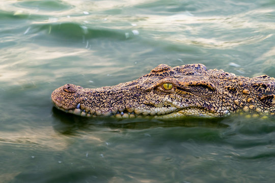 wildlife crocodile floating on the water and waiting to hunt an animal in the river. animal wildlife and nature concept.