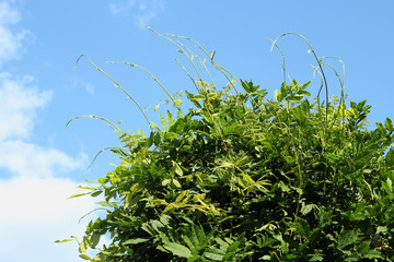 Wisteria and its runners in front of blue sky. 