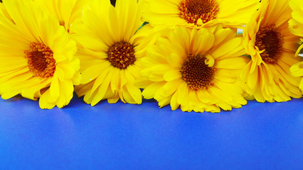 Beautiful marigold flowers on blue background.