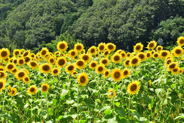 佐用町のひまわり畑