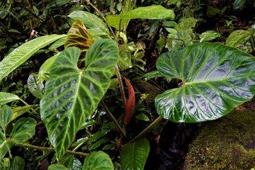 Beautiful shiny green leaves in Las Quebradas