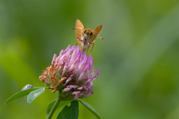 la farfalla prende il nettare dal fiore
