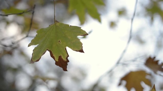Dry leaves on a sycamore trees branches in winter and with cloudy sky.