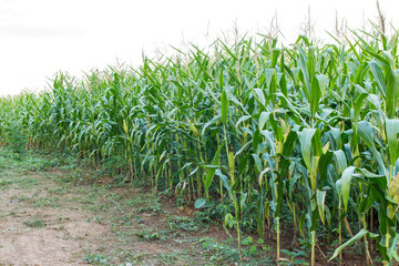 corn field and pathway