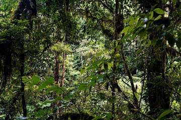 Mossy rainforest spotted in Las Quebradas