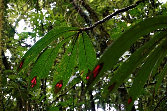 Leaves of Columnea consanguinea spotted in Las Quebradas