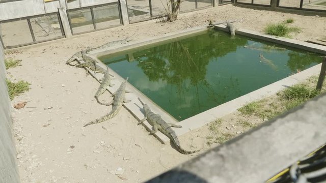Gavials have a rest in the water.