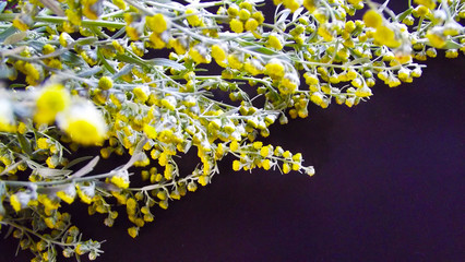Beautiful blooming wormwood on a black background.