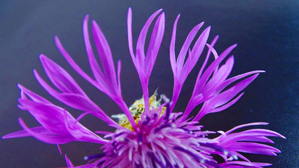 Beautiful cornflower flower on black background.