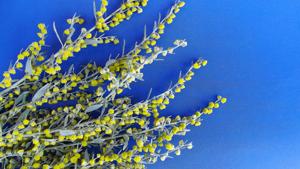 Fototapeta na wymiar Beautiful blooming wormwood on blue background.