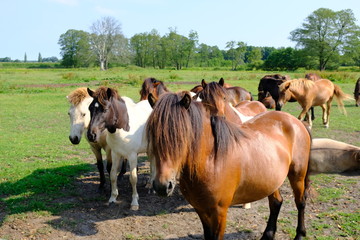 Obraz premium little horses