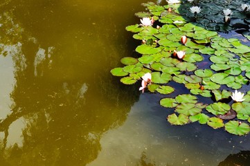Obraz na płótnie Canvas Pink and white water lilys