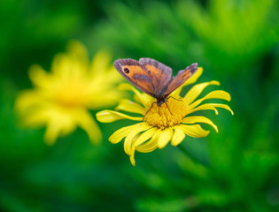 Meadow Brown Butterfly perched on a yellow Dasiy Flower with a natureal blurred green garden background