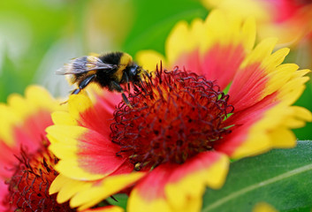 Close up of a Bumblebee feeding on a Yellow and orange Gallardia Flower