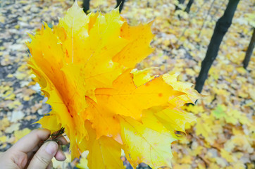 A small bouquet of yellow maple leaves in the hand against the background of autumn fallen leaves