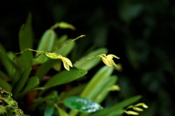 Unidentified yellow orchid blossoms spotten in the Secret Gardens