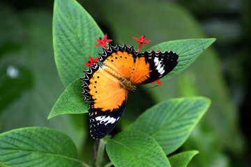 Cethosia biblis butterfly on red tropical flower, butterfly with orange, white and black patterned opened wings