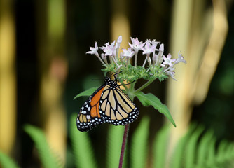 Danaus plexippus butterfly with orange and black patterned wings, on white flower
