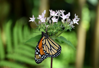 Danaus plexippus butterfly with orange and black patterned wings, on white flower