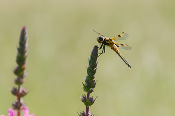 Dragonfly four-spotted chaser, Libellula quadrimaculata, perching on a plant, Germany