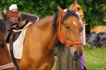 Beige horse with dark mane.