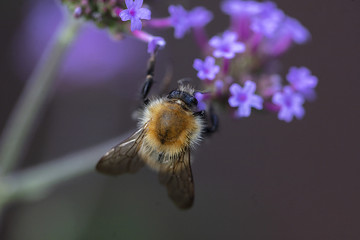 Bumble Bee on Flower
