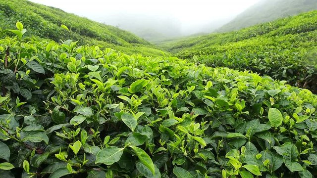 Tea plantation with mist over a hill side, Cameron Highlands, Malaysia.