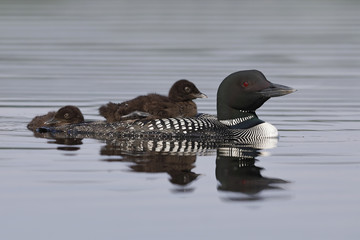 A two-week old Common Loon chick rides on its parent's back while its sibling swims behind