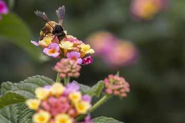 Bee pollination - Awesome closeup flower - Honey collecting bee