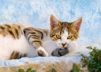 Lazy kitten, Rhodes, Greece