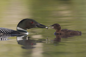 Common Loon feeding a freshly caught fish to its chick